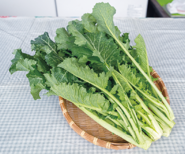 ほろ苦さと甘さが魅力の旬のかき菜