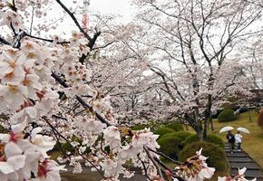 満開の桜 春雨にぬれ 宇都宮の八幡山公園 動画 県内主要 地域の話題 動画 下野新聞 Soon ニュース とちぎさくら前線 下野新聞 Soon スーン