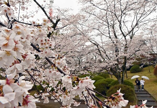 満開の桜 春雨にぬれ 宇都宮の八幡山公園 動画 県内主要 地域の話題 動画 下野新聞 Soon ニュース とちぎさくら前線 下野新聞 Soon スーン