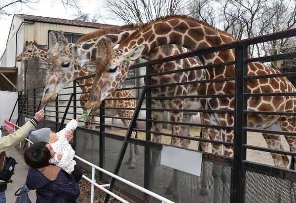歳キリンにも 成人の日 宇都宮動物園でイベント 県内主要 地域の話題 下野新聞 Soon ニュース 下野新聞 Soon スーン