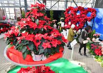 ポインセチアの祭典が開幕　五輪イメージ…