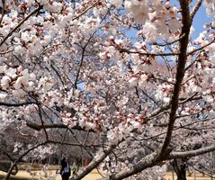 淡墨桜に春一気 天平の丘公園で見頃 下野 社会 県内主要 下野新聞 Soon ニュース とちぎさくら前線 下野新聞 Soon スーン