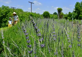紫色の花が風に揺れ 佐野 ハーブ園でラベンダー咲き始め 動画 地域の話題 県内主要 動画 下野新聞 Soon ニュース 下野新聞 Soon スーン