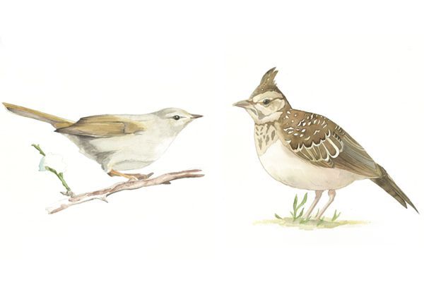 大田原 市の鳥 2種に決定 ウグイスとヒバリ 地域の話題 県内主要 下野新聞 Soon ニュース 下野新聞 Soon スーン 大田原 市の鳥 2種に決定 ウグイスとヒバリ 地域の話題 県内主要 下野新聞 Soon ニュース 下野新聞 Soon スーン