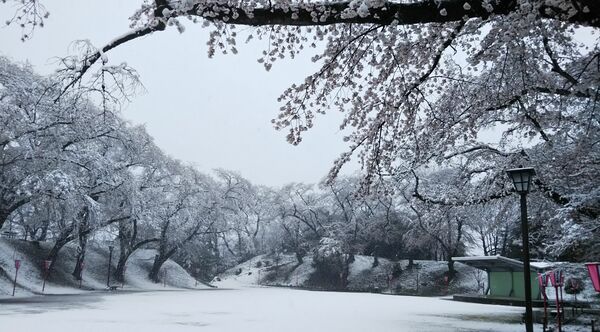 薄紅の桜に際立つ銀世界 幻想的な光景広がる 大田原 龍城公園 県内主要 地域の話題 下野新聞 Soon ニュース とちぎさくら前線 下野新聞 Soon スーン