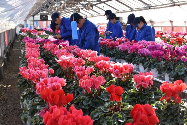 丹精したシクラメン 学校祭で販売 23日 栃木農業高 地域の話題 県内主要 下野新聞 Soon ニュース 下野新聞 Soon スーン 丹精したシクラメン 学校祭で販売 23日 栃木農業高 地域の話題 県内主要 下野新聞 Soon ニュース 下野新聞 Soon スーン