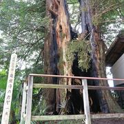 足利の寺院で市天然記念物が焼損