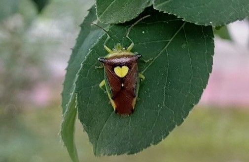 �v�킸�������ځE�摜�EAA�EHP�EFLASH�� ����191 YouTube����>4�{ ->�摜>428�� 