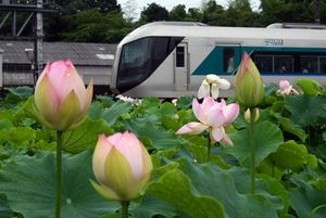 ハスと電車が競演 日光・東武鬼怒川線【動画】|社会,県内主要,動画