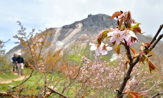 山肌彩るミネザクラ 那須岳に花の季節 動画 動画 地域の話題 社会 県内主要 下野新聞 Soon ニュース とちぎさくら前線 下野新聞 Soon スーン