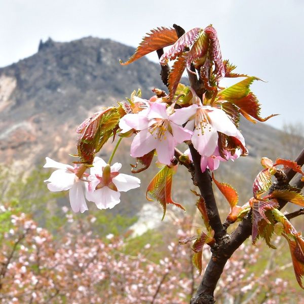 山肌彩るミネザクラ 那須岳に花の季節 動画 動画 地域の話題 社会 県内主要 下野新聞 Soon ニュース とちぎさくら前線 下野新聞 Soon スーン