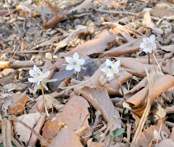 かれんな白い花 早春告げる セツブンソウが開花 栃木 動画 動画 社会 県内主要 下野新聞 Soon ニュース 下野新聞 Soon スーン