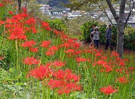 山肌染める深紅 半月遅れでヒガンバナ開花 茂木 動画 地域の話題 県内主要 社会 動画 下野新聞 Soon ニュース 下野新聞 Soon スーン