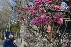 名木２世咲きそろう 佐野市出流原小の 日の出椿 住民ら移植 地域の話題 県内主要 下野新聞 Soon ニュース 下野新聞 Soon スーン