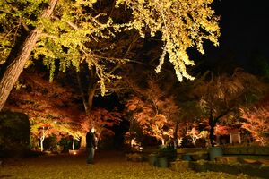 晩秋の彩りライトアップ 益子の円通寺 地域の話題 県内主要 下野新聞 Soon ニュース とちぎの紅葉 下野新聞 Soon スーン