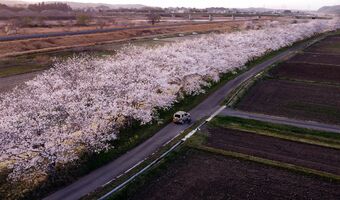 栃木県内 桜の便り ピンク色に染まる並木 那珂川沿い 社会 県内主要 地域の話題 下野新聞 Soon ニュース とちぎさくら前線 下野新聞 Soon スーン