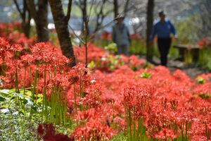 ヒガンバナ 深紅に輝く 茂木 城山公園で見頃 動画 県内主要 地域の話題 動画 下野新聞 Soon ニュース 下野新聞 Soon スーン