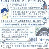 セアカゴケグモ　かまれると痛み全身に　タイヤ周りなどに巣【…