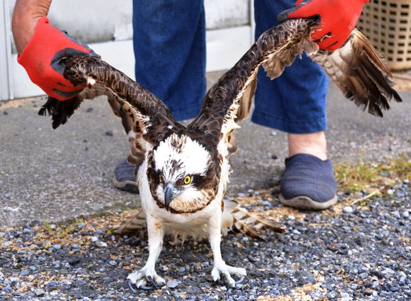 池で糸に絡まって 準絶滅危惧種の鳥を保護 鹿沼の福田さん 県内主要 地域の話題 下野新聞 Soon ニュース 下野新聞 Soon スーン