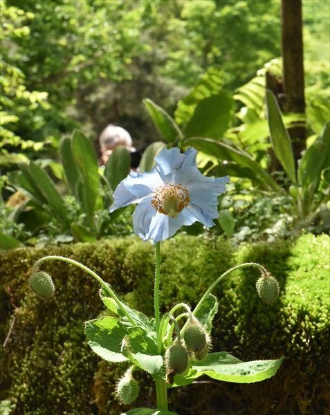 ヒマラヤの青いケシ 見頃 日光 上三依水生植物園 地域の話題 下野新聞 Soon ニュース 下野新聞 Soon スーン