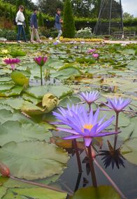 水面彩る大輪の花　あしかがフラワーパー…