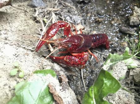 アメリカザリガニに規制提言 飼育に新たな仕組み言及 環境省 全国のニュース 下野新聞 Soon スーン