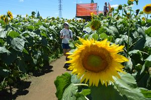 太陽待ってた ヒマワリ大輪 野木で恒例のフェス開幕 地域の話題 県内主要 下野新聞 Soon ニュース 下野新聞 Soon スーン