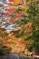 浪漫街道彩る紅葉　那須塩原の回顧園地【動画】