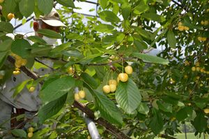 大粒の黄色い実が特徴の「月山錦」