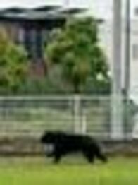 宇都宮の捕獲クマ、目撃個体と同一と推測…
