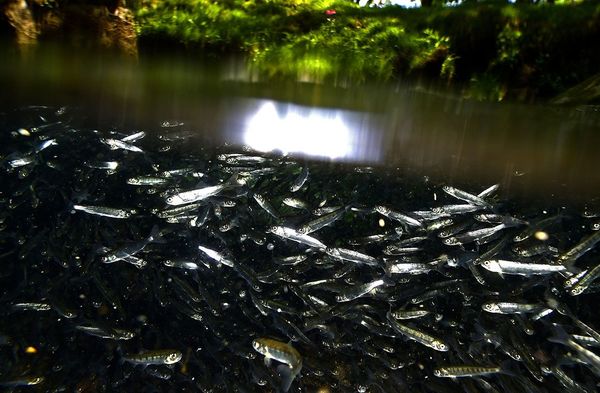 ２６ ヒメマス減少 生態系に異変か 湖の再生へ思い結集 ヒメマス減少 生態系に異変か グラバーへの手紙 奥日光を愛した人に グラバーへの手紙 奥日光を 愛した人に 下野新聞 Soon スーン