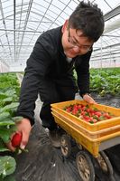 とちあいかの初収穫作業をする南雲さん