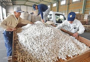 自信の繭 生糸へ旅立ち 小山で初出荷 動画 動画 地域の話題 県内主要 下野新聞 Soon ニュース 下野新聞 Soon スーン