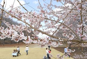 早咲きの淡墨桜が咲きそろい 桜の名所「天平の丘公園」 下野【動画 