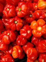 八木澤ファームが生産する「日光ハバネロ」