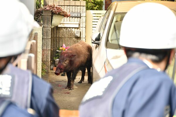街中にイノシシ 女性かまれ軽傷 野木 ヨシ焼きの影響か 動画 社会 事件事故 県内主要 動画 下野新聞 Soon ニュース 下野新聞 Soon スーン