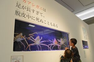 ざんねんないきもの事典 が開幕 驚きの生態や能力を紹介 東武宇都宮百貨店 県内主要 社会 経済 下野新聞 Soon ニュース 下野新聞 Soon スーン