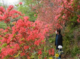 赤やピンク 白が咲き乱れ 佐野 唐沢山でツツジ見頃 地域の話題 下野新聞 Soon ニュース 下野新聞 Soon スーン