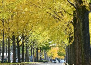 黄金色のトンネル抜けて 壬生 獨協医大病院のイチョウ並木 動画 動画 地域の話題 社会 県内主要 下野新聞 Soon ニュース とちぎの紅葉 下野新聞 Soon スーン