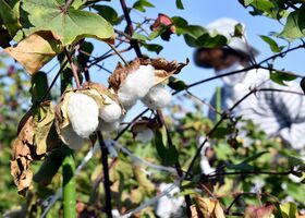 綿花の摘み取り最盛期 真岡 秋の日差しの下 動画 地域の話題 動画 県内主要 下野新聞 Soon ニュース 下野新聞 Soon スーン 綿花の摘み取り最盛期 真岡 秋の日差しの下 動画 地域の話題 動画 県内主要 下野新聞 Soon ニュース 下野新聞 Soon スーン