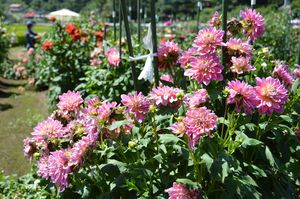 会社員がゼロから作った ダリア園 今年も見頃に 茂木 県内主要 地域の話題 下野新聞 Soon ニュース 下野新聞 Soon スーン