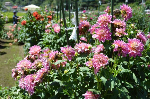 会社員がゼロから作った ダリア園 今年も見頃に 茂木 県内主要 地域の話題 下野新聞 Soon ニュース 下野新聞 Soon スーン