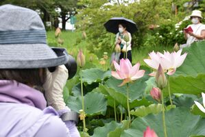 淡いピンク色の大輪見頃 栃木 つがの里 のハス 地域の話題 県内主要 下野新聞 Soon ニュース 下野新聞 Soon スーン 淡いピンク色の大輪見頃 栃木 つがの里 のハス 地域の話題 県内主要 下野新聞 Soon ニュース 下野新聞 Soon スーン