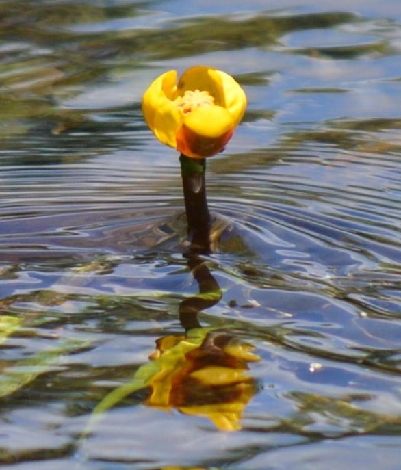 ナガレコウホネが川面に彩り 佐野の菊沢川で見頃 県内主要 地域の話題 下野新聞 Soon ニュース 下野新聞 Soon スーン