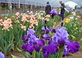 虹の花 ジャーマンアイリスが見頃 下野のあやめ園 動画 地域の話題 県内主要 動画 下野新聞 Soon ニュース 下野新聞 Soon スーン