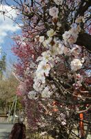 満開で見頃を迎えた朝日森天満宮の梅の花