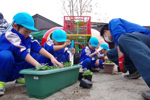 園児が花植え替え 芳賀 のぶ幼稚園で年長園児体験 地域の話題 県内主要 下野新聞 Soon ニュース 下野新聞 Soon スーン