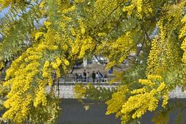 象徴ミモザ 広がる輝き