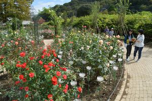 台風19号 復旧進み 秋の花楽しむ あしかがフラワーパーク営業再開 地域の話題 県内主要 下野新聞 Soon ニュース 台風19号 下野新聞 Soon スーン