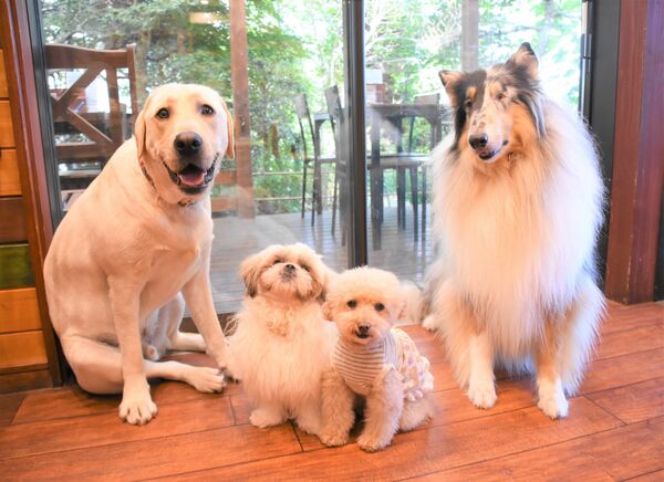 セラピー犬 無料で試して コロナで活動減 訪問先の開拓へ 鹿沼のnpo法人 県内主要 社会 下野新聞 Soon ニュース 新型肺炎 Covid19 下野新聞 Soon スーン